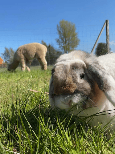 familiefarm in Roervig