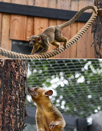 Odsherred Zoo Rescue